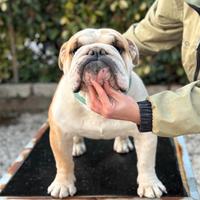 Bulldog Inglese maschio