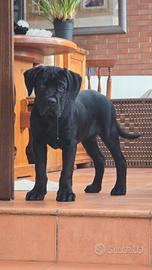 Cane Corso