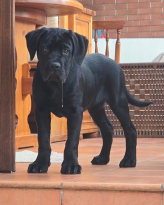 Cane Corso