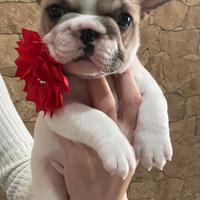 Bulldog francese big rope