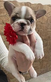 Bulldog francese big rope