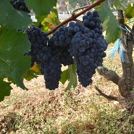 Uva da vino