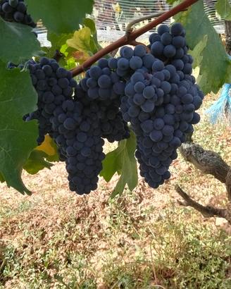 Uva da vino