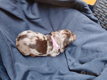 Cuccioli di bassotto nano maschio