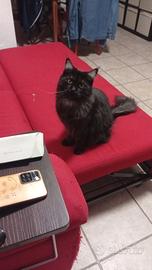 Accoppiamento Maine coon maschio