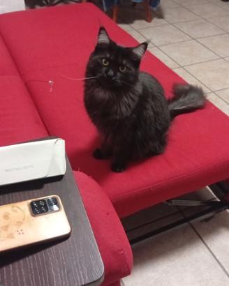 Accoppiamento Maine coon maschio