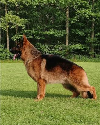 Cuccioli pastore tedesco