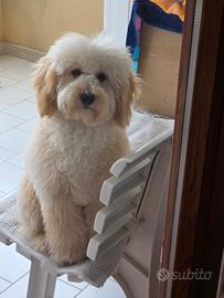 Cucciolo di barboncino
