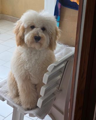 Cucciolo di barboncino
