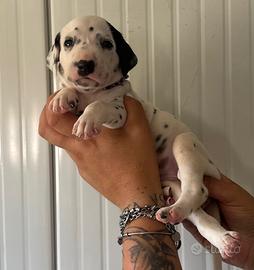 Pedigree cucciolo dalmata