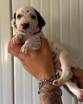 Pedigree cucciolo dalmata