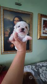 Cucciolo maltese toy
