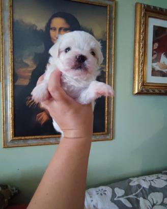 Cucciolo maltese toy