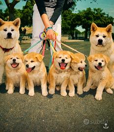 Disponibili cuccioli Akita Inu