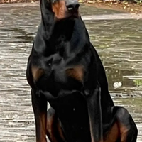 Dobermann con pedigree