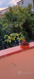 bonsai di bouganville 