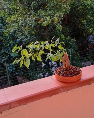 bonsai di bouganville 