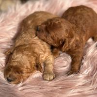 Cucciole di Barboncino