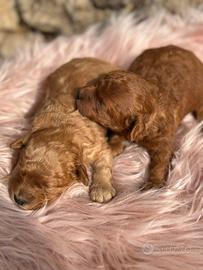 Cucciole di Barboncino