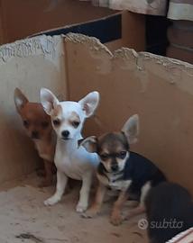 cuccioli di chiwawa 