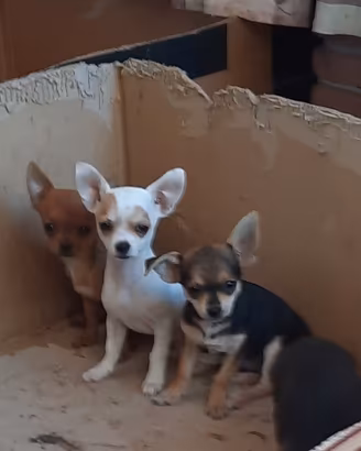 cuccioli di chiwawa 