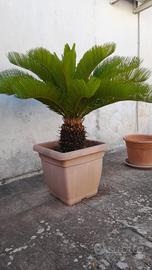 cycas o cicas