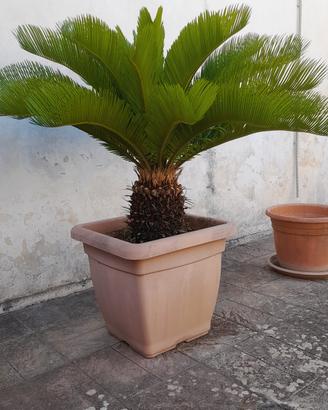 cycas o cicas