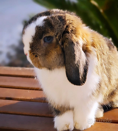 Coniglio nano Minilop maschio