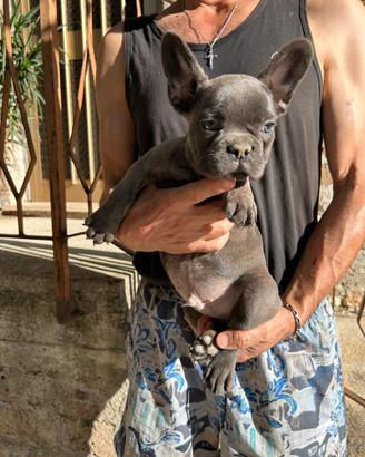 Maschietto bulldog francese blu