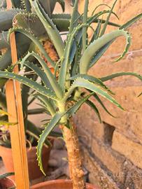 Aloe Arborescens