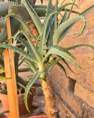 Aloe Arborescens