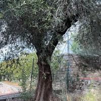 Olivi  taggiasca Imperia