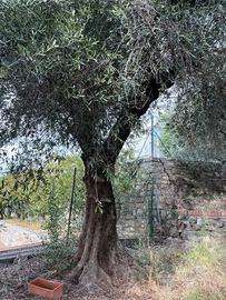 Olivi  taggiasca Imperia
