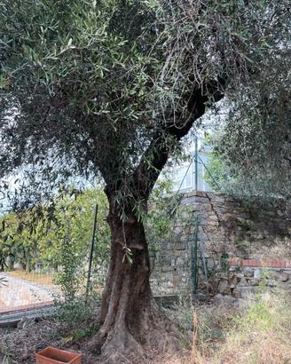 Olivi  taggiasca Imperia