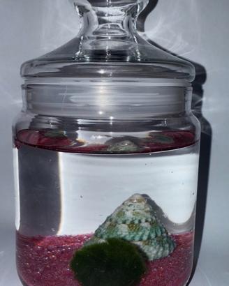 ACQUARIO MARIMO