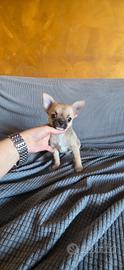 Chihuahua cuccioli maschi