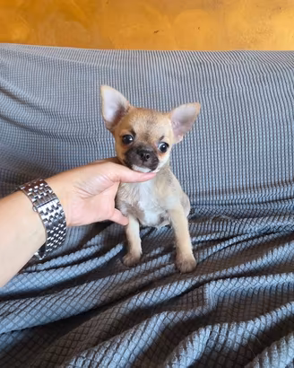 Chihuahua cuccioli maschi