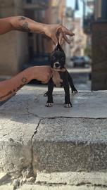 Amstaff 
