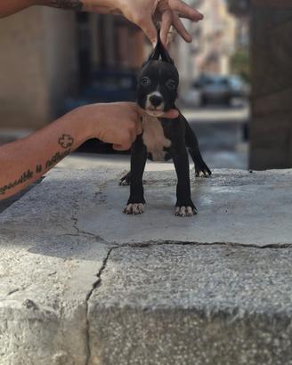 Amstaff 