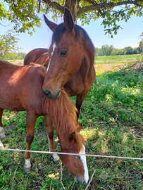 Cavalla argentina incrocio