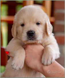 Golden retriever di alta genealogia