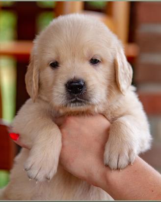 Golden retriever di alta genealogia