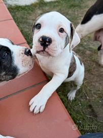 American Bulldog