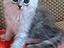 Immagine 4