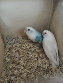 Coppia inseparabili roseicollis