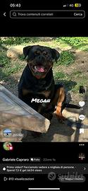 Rottweiler