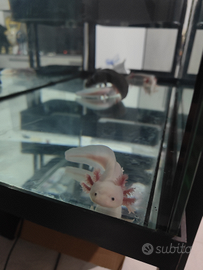 Axolotl tritoni messicani