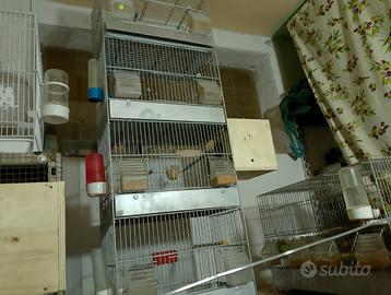 Calopsite, inseparabili