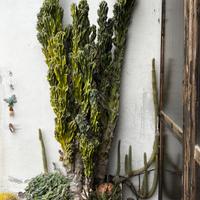 Pianta grassa big size