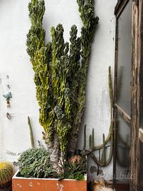 Pianta grassa big size